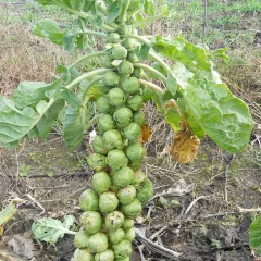 Rosella, Bio, Mini-Pack