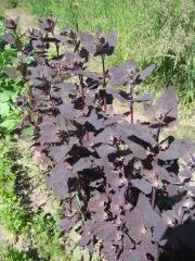 Rote Gartenmelde, Bio