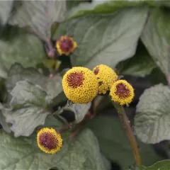 Rote Parakresse, Bio