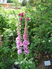 Roter Fingerhut, Bio