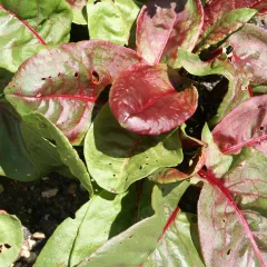 Roter Sauerampfer, Bio