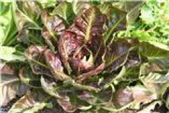 Roter von Treviso, Bio