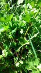 Rotstieliger Sellerie