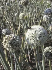 Rouge de Genève, Bio