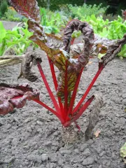 Ruby Chard, Bio