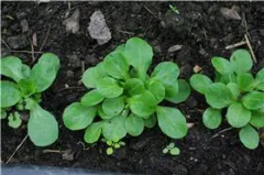 Rundblättriger Feldsalat, großsamig, Bio