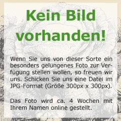 Russischer Estragon, Bio