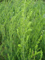 Sand-Strohblume, Bio