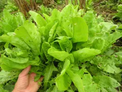 Sauerampfer Belleville, Bio