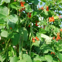 Scarlett Emperor, Bio