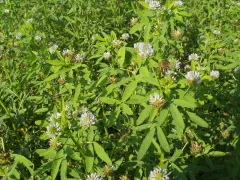 Schabziger Klee, Bio