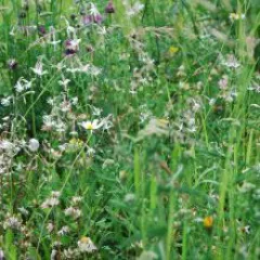 Schattige Standorte-Mix, Bio