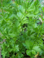 Schnittsellerie, Bio