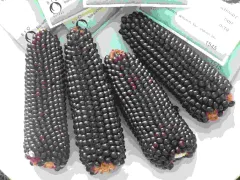 Schwarzer Popcorn Mais, Bio