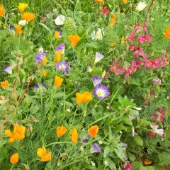 Sommerpracht-Mix, Bio