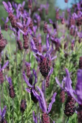 Spanischer Lavendel