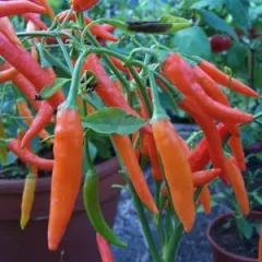 Sri Lanka Chili, Bio