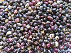 Steirischer Stangenbohnen - Mix, Bio