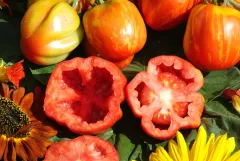 Striped Cavern (Die Hohle), Bio