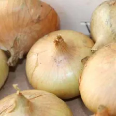 Stuttgarter Riesen, Bio