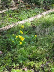 Sumpfdotterblume, Bio