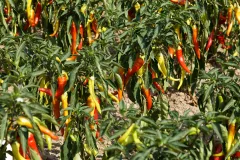 Sweet Banana (Die Standhafte), Bio