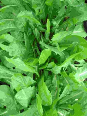 Tardivo, Bio, Mini-Pack