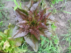 Teufelsohren, Mini-Pack