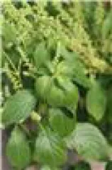 Thymian-Basilikum, Bio