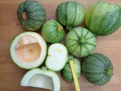 Tonda chiaro di Nizza, Bio