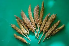 Trigo viejo de la Familia Punzano