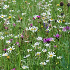 Trockenwiesenkräuter, Bio