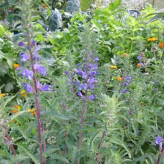 Türkischer Drachenkopf, Bio