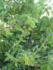 Ufer-Wolfstrapp, Bio