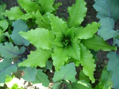 Venezianer, Bio, Mini-Pack