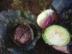 Violaceo di Verona, Bio