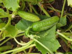 Vorgebirgstraube, Bio, Vorteilspack