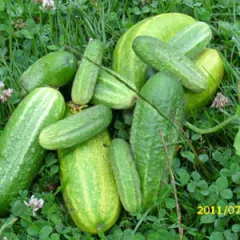 Vorgebirgstrauben, Bio