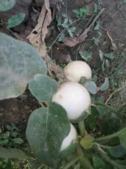 Weiße Eierfrucht, Bio