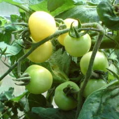 Weiße Mirabelle, Bio