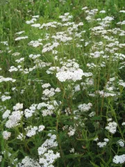 Weiße Schafgarbe, Bio