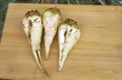 Weißer Kegel, Bio, Mini-Pack