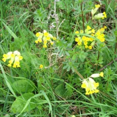 Wiesen-Schlüsselblume, Bio