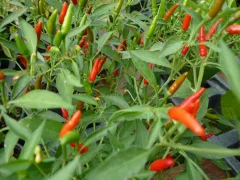 Wildchili, Bio