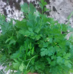 Wildpetersilie Christiansoe